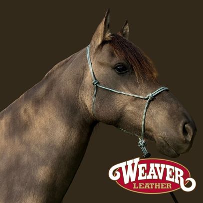Pferd mit Weaver-Knotenhalfter