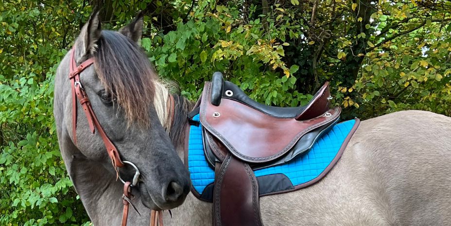 Pferd mit WesternPad