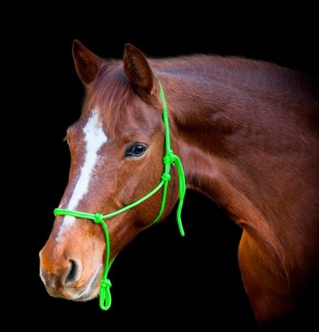 Pferd mit grünem Knotenhalfter