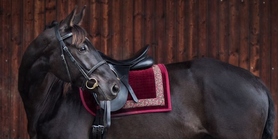 Pferd mit individuell gestalteter Schabracke