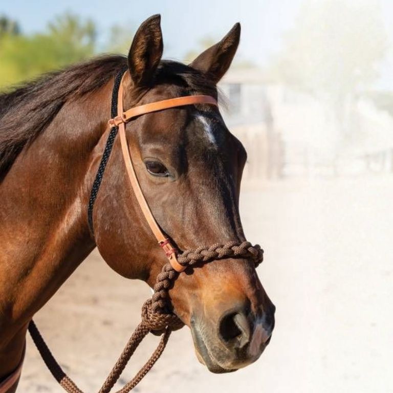 Loping Hackamore – Professionals Choice